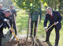 Александр Лукашенко любит сажать деревья и сам. © Фото БЕЛТА