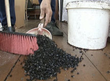 Свердловскую область России атаковали навозные мухи. © Скриншот из видео