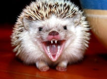 Жителя Лепеля покусал бешеный ёжик. © Фото с сайта bb.lv