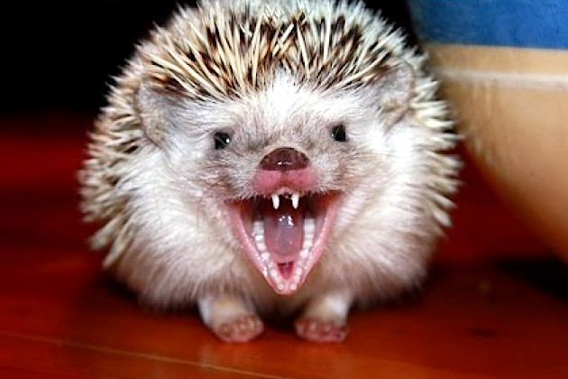 Жителя Лепеля покусал бешеный ёжик