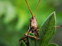 Саранча. © Фото - National Geografic