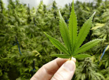 Листья конопли. © Фото с сайта rferl.org