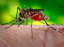 Желтолихорадочный комар. © Фото с сайта netdna-ssl.com